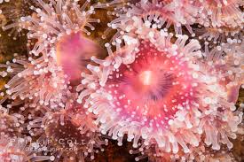 ผลการค้นหารูปภาพสำหรับ strawberry anemone