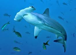 Image result for Sphyrna zygaena