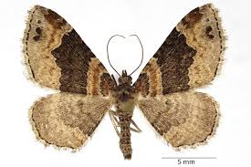 Attēlu rezultāti vaicājumam “Xanthorhoe ferrugata”