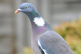 Image result for Columba palumbus