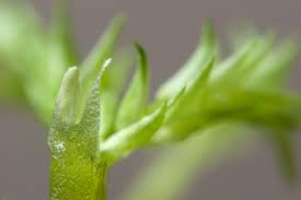 Attēlu rezultāti vaicājumam “Sphagnum fallax”