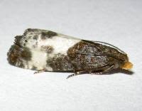 Attēlu rezultāti vaicājumam “Notocelia cynosbatella”