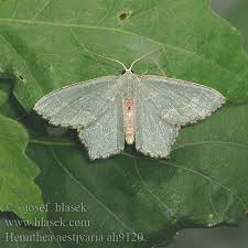 Attēlu rezultāti vaicājumam “Hemithea aestivaria”