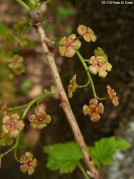 Attēlu rezultāti vaicājumam “Ribes rubrum flower”