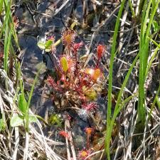 Attēlu rezultāti vaicājumam “Drosera anglica fruit”