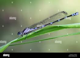 Attēlu rezultāti vaicājumam “Coenagrion pulchellum female”