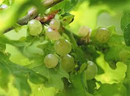 Attēlu rezultāti vaicājumam “Neuroterus quercusbaccarum”