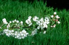 Attēlu rezultāti vaicājumam “Malus mandshurica fruit”