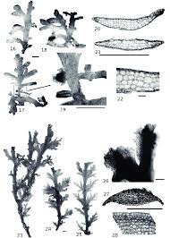 Attēlu rezultāti vaicājumam “Riccardia multifida”