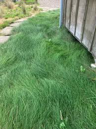 Attēlu rezultāti vaicājumam “Festuca rubra subsp. rubra fruit”