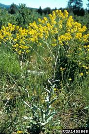 Attēlu rezultāti vaicājumam “Isatis tinctoria”