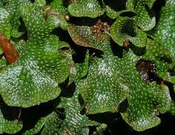 Attēlu rezultāti vaicājumam “Conocephalum conicum”