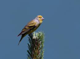 Image result for Carduelis citrinella