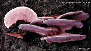 Attēlu rezultāti vaicājumam “Fomitopsis rosea”