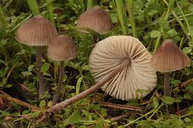 Attēlu rezultāti vaicājumam “Mycena abramsii”