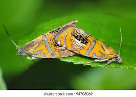 Attēlu rezultāti vaicājumam “Olethreutes arcuella”