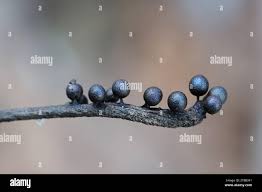 Attēlu rezultāti vaicājumam “Lamproderma echinosporum macro”