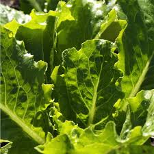 Image result for Pflücksalat