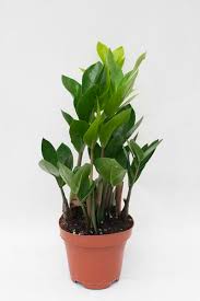 Image result for zamiokulkas