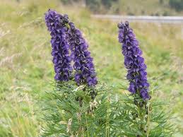 Image result for Aconitum napellus
