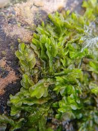 Attēlu rezultāti vaicājumam “Scapania undulata”