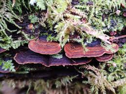 Attēlu rezultāti vaicājumam “Hymenochaete tabacina”