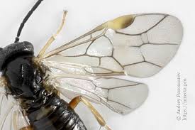 Attēlu rezultāti vaicājumam “Pontania proxima”