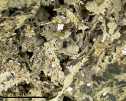 Attēlu rezultāti vaicājumam “Biatora sphaeroides”