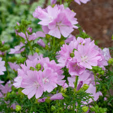 Image result for Malva moschata