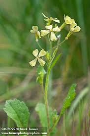 Attēlu rezultāti vaicājumam “Raphanus sativus”
