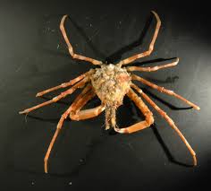 Attēlu rezultāti vaicājumam “Cribraria tenella macro”