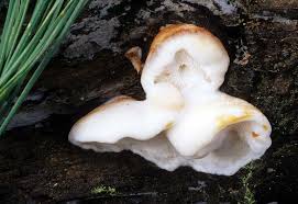 Attēlu rezultāti vaicājumam “Postia floriformis”