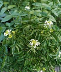 Image result for Rorippa nasturtium-aquaticum