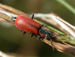 Attēlu rezultāti vaicājumam “Anthocomus rufus”