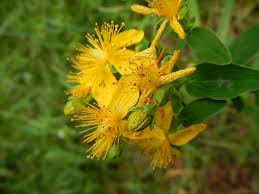Attēlu rezultāti vaicājumam “Hypericum maculatum leaf”