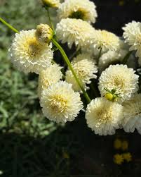 Image result for Dahlia `Snowflake`