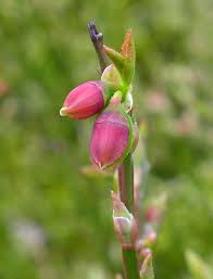 Attēlu rezultāti vaicājumam “Vaccinium myrtillus flower”