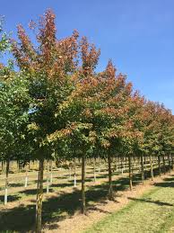 Attēlu rezultāti vaicājumam “Acer negundo”