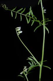 Attēlu rezultāti vaicājumam “Vicia hirsuta”