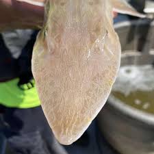 Image result for Scaphirhynchus platorynchus