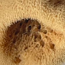 Attēlu rezultāti vaicājumam “Spongia”