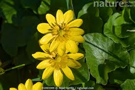 Attēlu rezultāti vaicājumam “Ficaria verna flower”