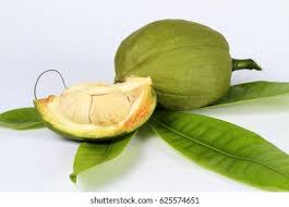 Attēlu rezultāti vaicājumam “Oenanthe aquatica fruit”