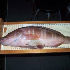 Image result for Serranus atricauda