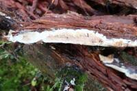 Attēlu rezultāti vaicājumam “Leucogyrophana sororia”