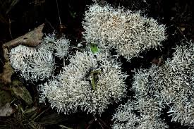 Attēlu rezultāti vaicājumam “Polycephalomyces tomentosus”