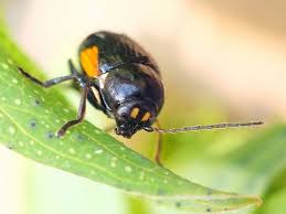 Attēlu rezultāti vaicājumam “Cryptocephalus pusillus”