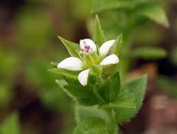 Attēlu rezultāti vaicājumam “Arenaria serpyllifolia flower”