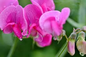 Attēlu rezultāti vaicājumam “Lathyrus”