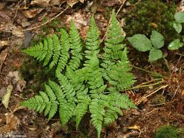 Attēlu rezultāti vaicājumam “Dryopteris carthusiana”